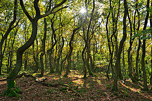 橡树,树林,太阳,莱茵兰普法尔茨州,德国