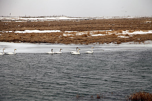 新疆巴里坤,风雪中的白天鹅