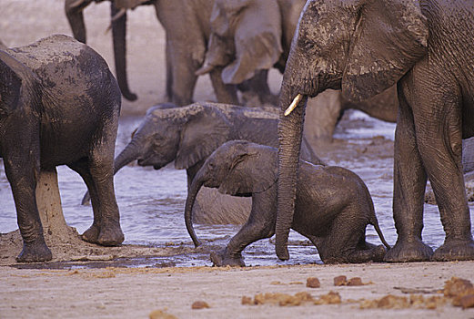 纳米比亚,埃托沙国家公园,大象,牧群,水潭,幼仔