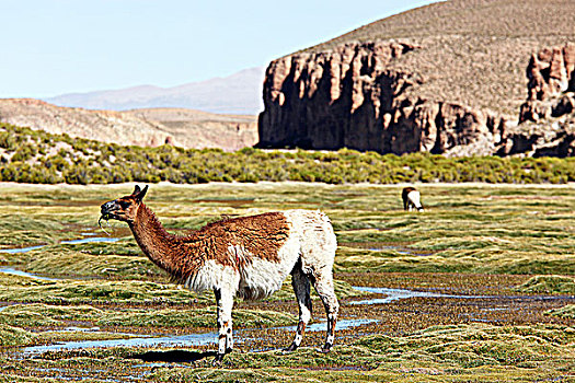 玻利维亚,高原,美洲驼