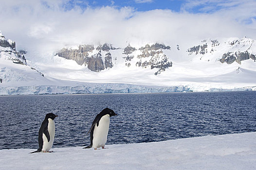 南极,南极半岛,岛屿,阿德利企鹅