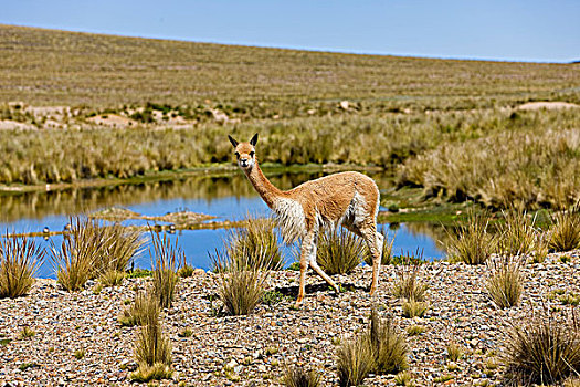 小羊驼,潘帕伽勒拉斯国家保护区,秘鲁
