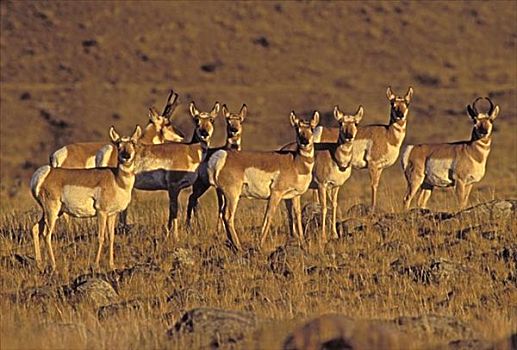 叉角羚,牧群,无线电,项圈,一个,黄石国家公园,美国,秋天,北美叉角羚