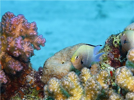 小,鱼,珊瑚,礁石