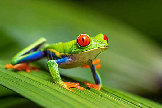 红眼树蛙,绿叶,阿拉胡埃拉,哥斯达黎加,中美洲