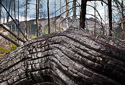碧玉国家公园,艾伯塔省,加拿大,老,节瘤,树干