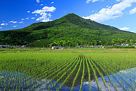 地点,水稻种植,山