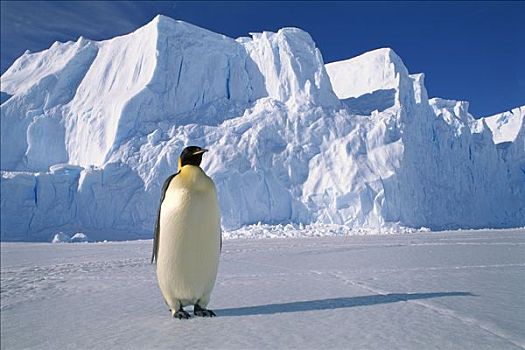 帝企鹅,栖息地,澳大利亚,南极,领土