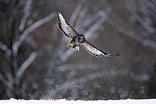 常见兀鹰,鵟,起飞,雪,喀尔巴阡山脉地区,波兰