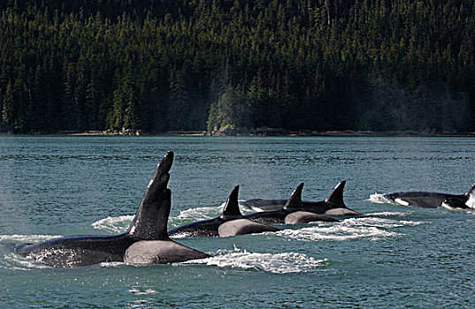 逆戟鲸,短暂,平面,一个,损坏,背鳍,东南阿拉斯加