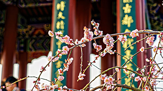 南京梅花山梅花节