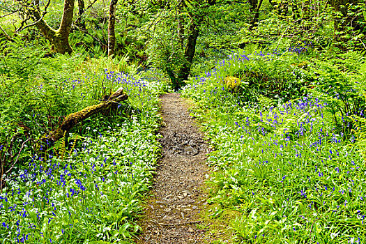 道路,春天,树林,蒜,野风信子,靠近,斯凯岛,苏格兰,英国