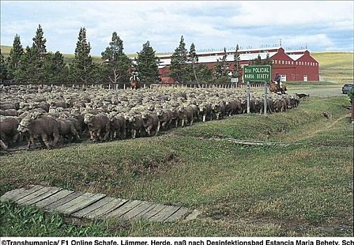 绵羊,哺乳动物,成群,途中,剪羊毛,稳定,农业