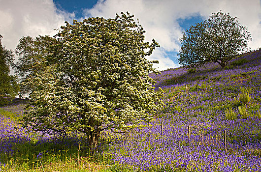 树,紫色,野花,山坡,诺森伯兰郡,英格兰