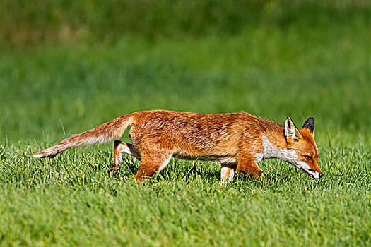红狐,狐属,草丛,英格兰东南,英国,欧洲