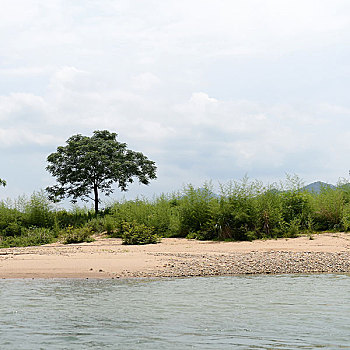 树,岛屿,岸边