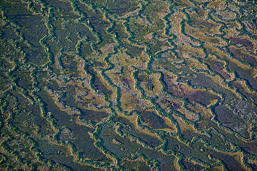 航拍,俯视,沼泽,瑞典