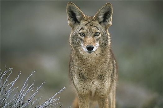 丛林狼,犬属,警惕,成年,荒芜,北下加利福尼亚州,墨西哥