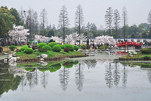 武汉东湖樱花园