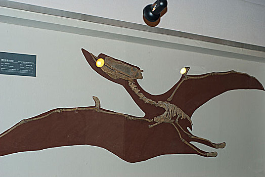 正在飞翔中的恐龙骨骼化石