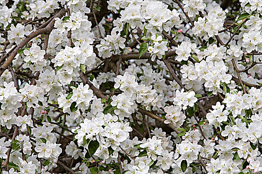 苹果树,花,春花,白鲑,蒙大拿