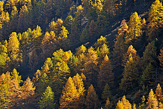 高山,落叶松,树林,秋天,瑞士