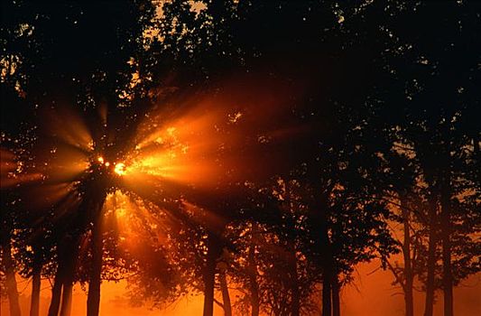 阳光,树,艾伯塔省,加拿大