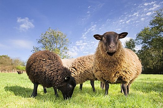 绵羊,地点,德文郡,英格兰