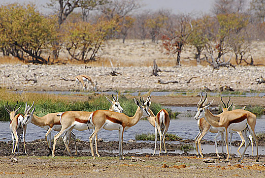 跳羚,羚羊,自然生境,埃托沙国家公园,纳米比亚