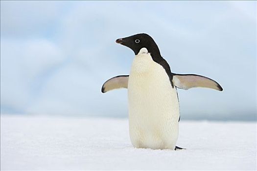 阿德利企鹅,站立,冰山,西部,南极