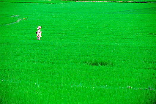 越南,岘港,工作,稻米
