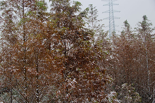 风雪枝头