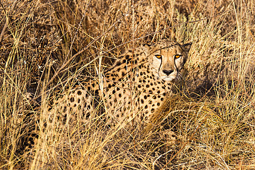 印度豹,猎豹,卧,高草,区域,纳米比亚,非洲