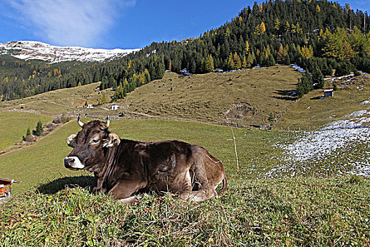 放牧,牛,草场,正面,秋天,山景,提洛尔,奥地利,欧洲