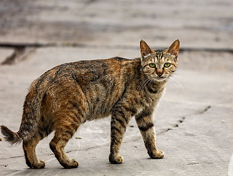 狗,猫,动物,宠物,室外,散养,放风,溜达,觅食,遛狗