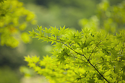 鲜明,绿叶,叶子,枝条,枫树,夏天