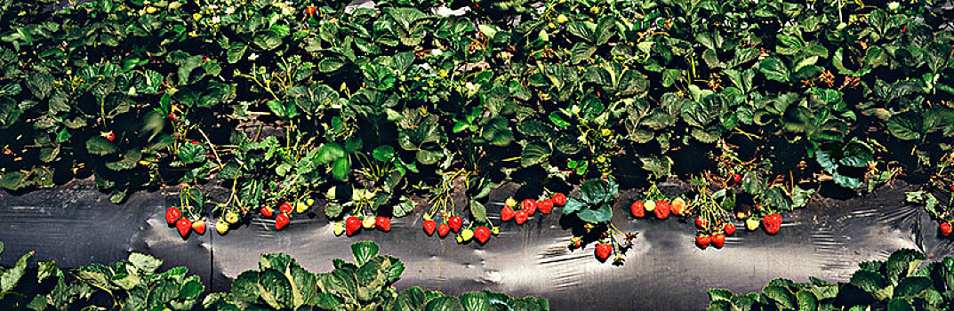 特写,排,草莓植物,成熟,不熟,浆果,黑色背景,塑料制品,山谷,加利福尼亚,美国