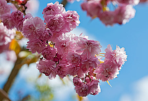 粉色,花,樱桃树