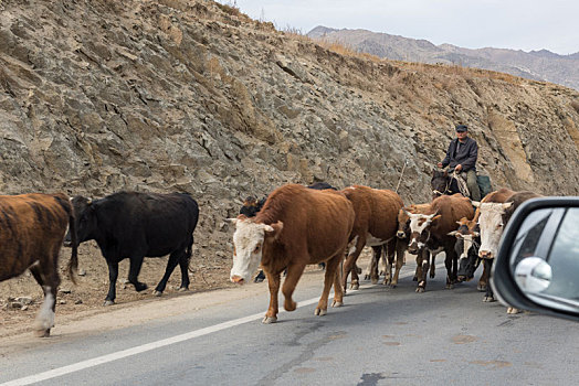 新疆公路上一群牛穿过马路