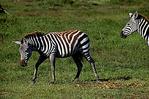 肯尼亚,安伯塞利国家公园,公园,斑马