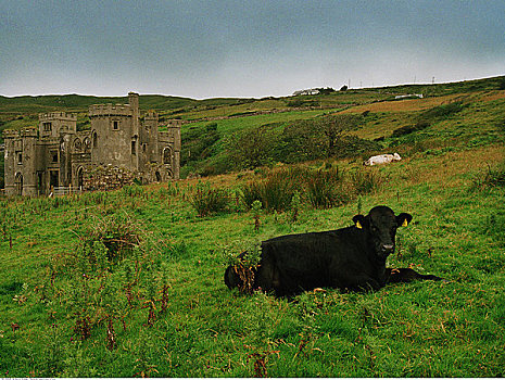 母牛,正面,克利夫登,城堡,爱尔兰
