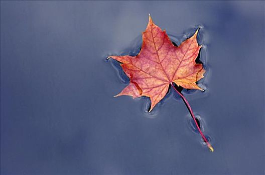 挪威槭,叶子