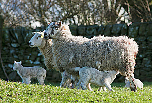 羊羔,护理,母亲,邓弗里斯,苏格兰