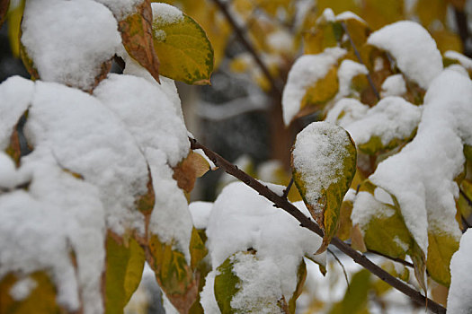 雪中树叶