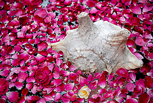 壳,玫瑰花瓣,房子,印度,亚洲