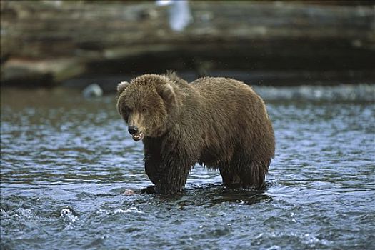大灰熊,棕熊,卵,季节,阿拉斯加