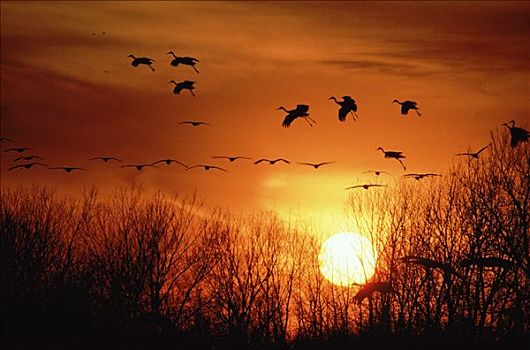 沙丘鹤,群,飞,剪影,日落,内布拉斯加州