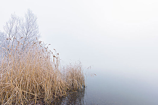 湖,芦苇,雾,冬天,黑森州,德国