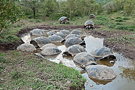 阿尔斯多火山海岛陆龟,加拉巴哥象龟,群,打滚,水池,地面,伊莎贝拉岛,加拉帕戈斯群岛,厄瓜多尔