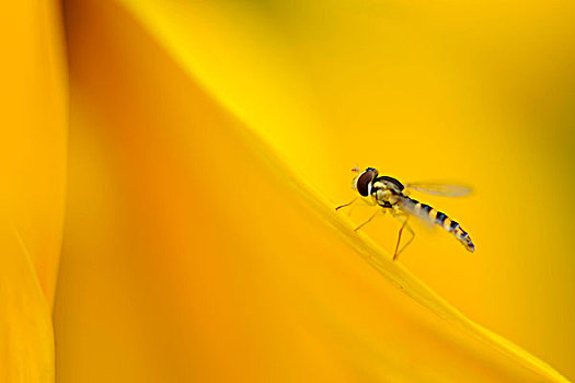 食蚜蝇科,向日葵,花瓣